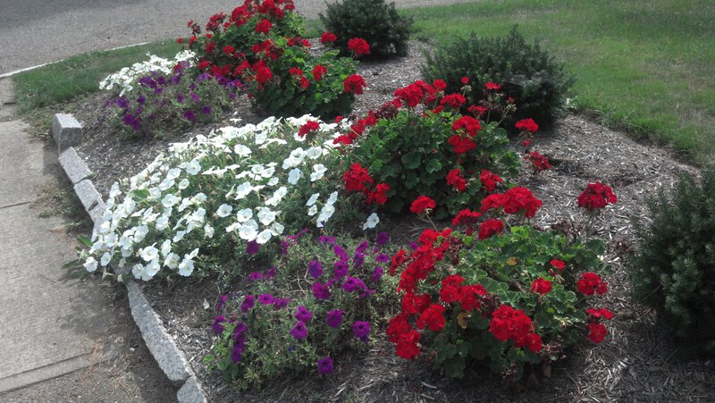 Flower Bed with Geraniums