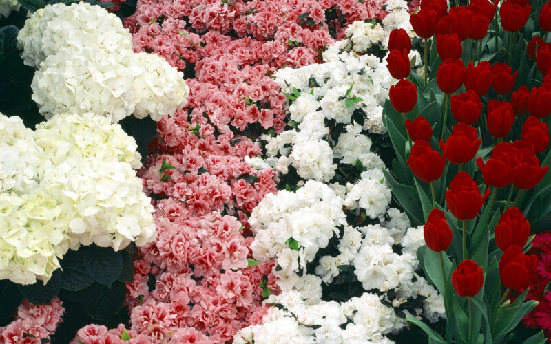 Flower Bed with Hydrangeas and Tulips