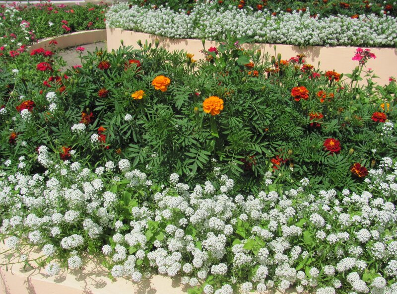 Flower Bed with Marigolds — Orange