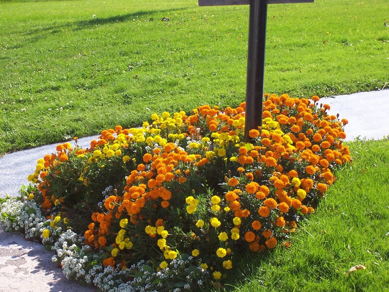 Flower bed with marigolds