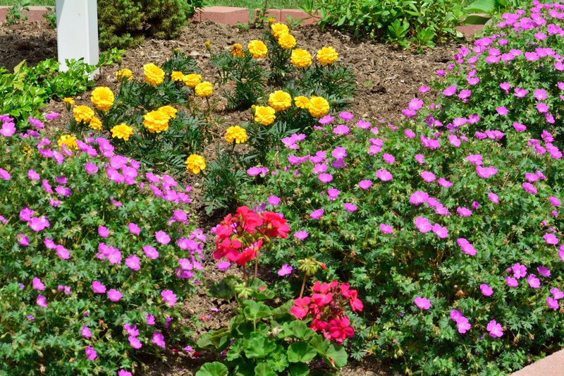 Flower Bed with Marigolds — Yellow