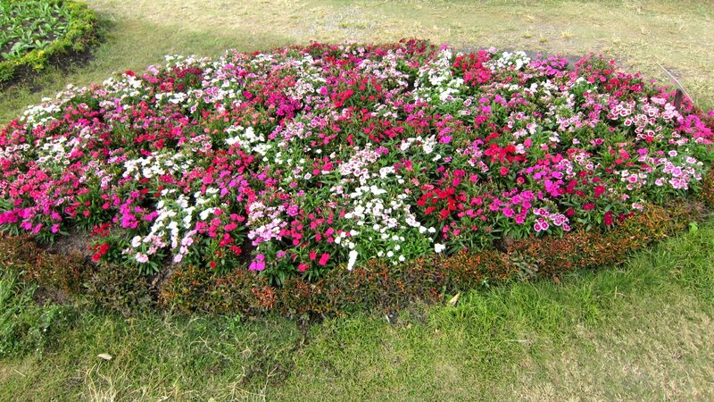 Flower Bed with Mixed Blooms
