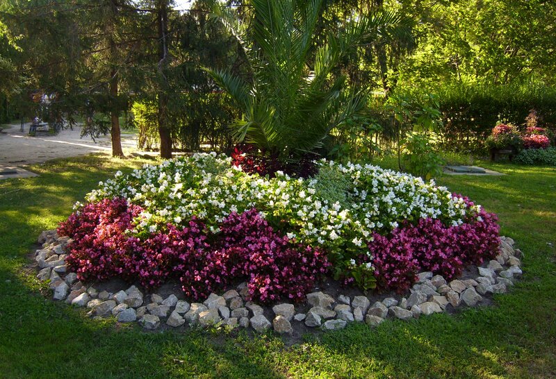 Flower Bed with Palm Tree
