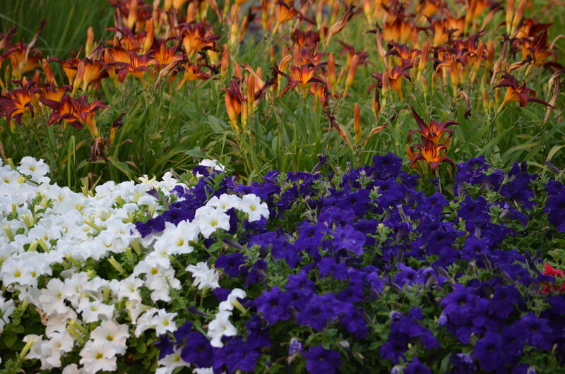 Flower Bed with Petunias and Daylilies