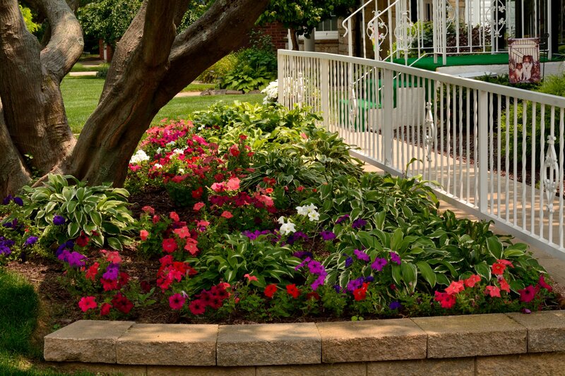 Flower Bed with Petunias — Green, Serene