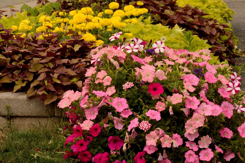 Flower Bed with Petunias — Pink