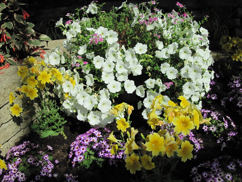 Flower Bed with Petunias