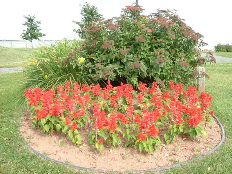 flower bed with red and green plants