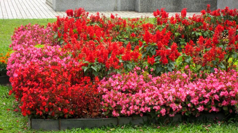 Flower Bed with Red and Pink Blooms