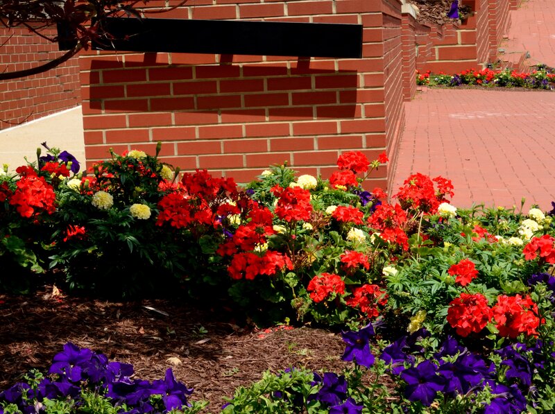 Flower Bed with Red and Purple Flowers