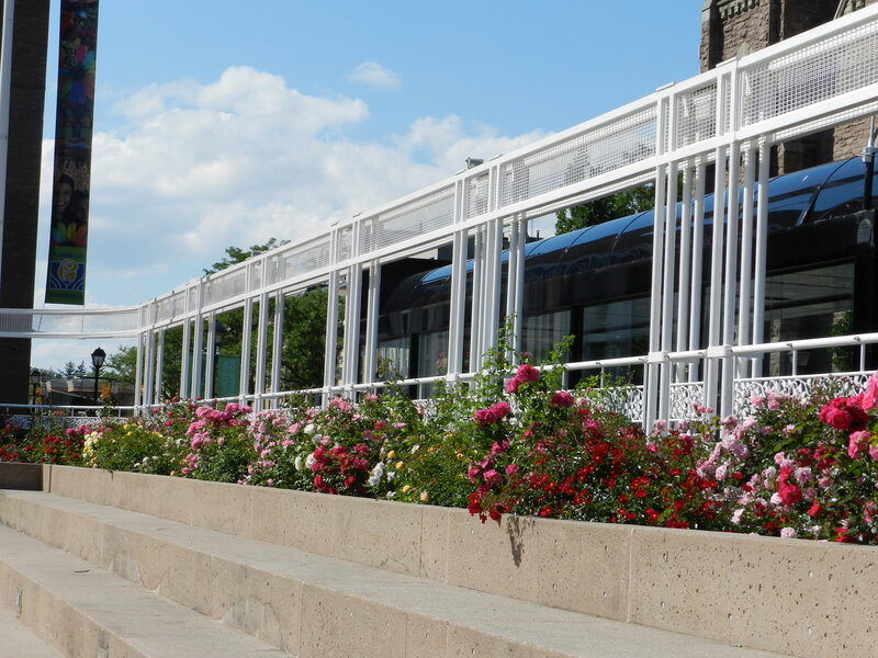 Flower Bed with Roses