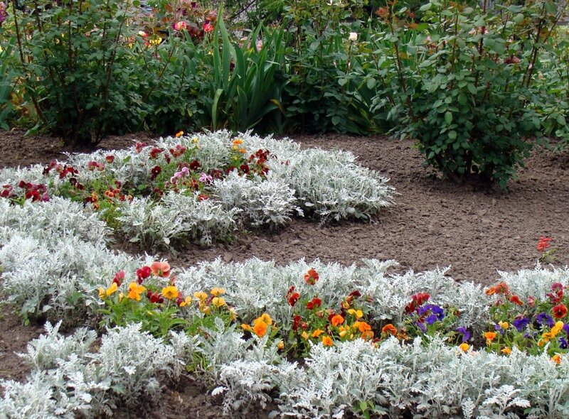 flower bed with silver and colorful blooms