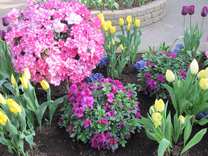 Flower Bed with Tulips — Pink, Colorful, Spring, Photograph, Azaleas
