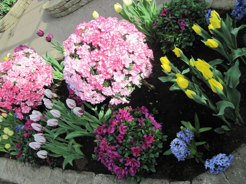 Flower Bed with Tulips — Pink, Colorful, Spring, Photograph