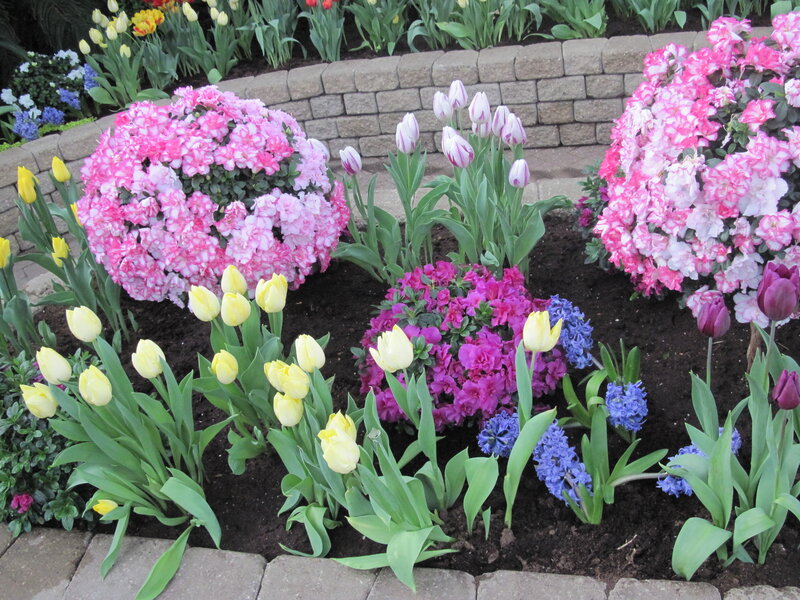 Flower Bed with Tulips — Pink, Colorful, Spring