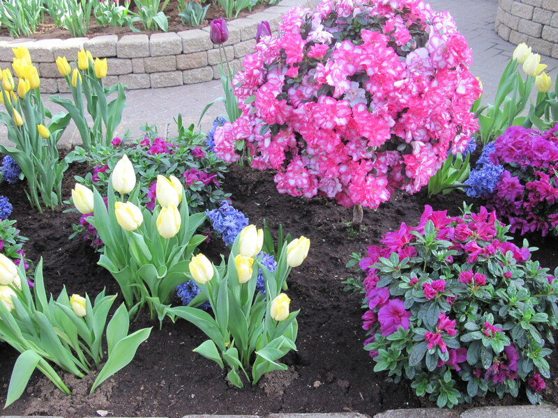 Flower Bed with Tulips — Pink, Colorful