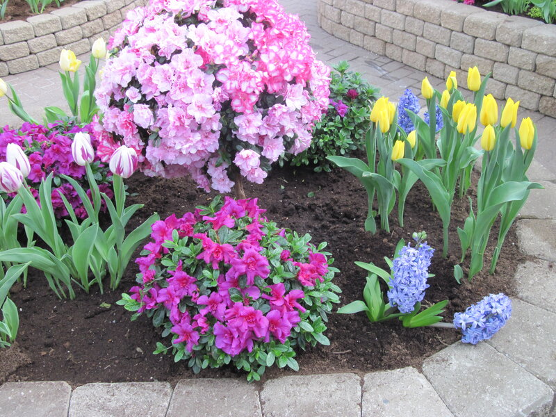 Flower Bed with Tulips — Pink, Serene, Spring