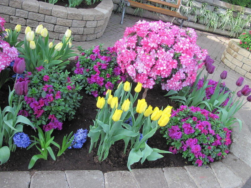 Flower Bed with Tulips — Pink, Serene