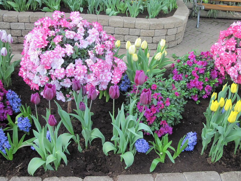 Flower Bed with Tulips