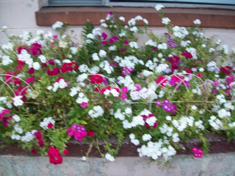 flower bed with white and pink flowers