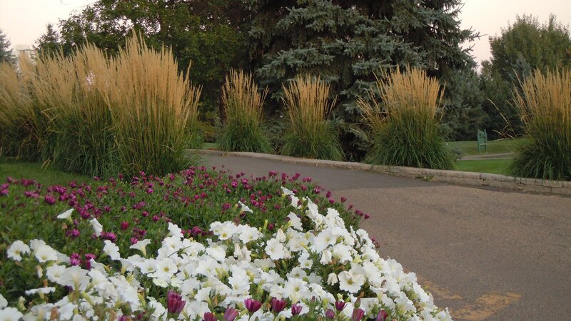 Flower bed with white and purple flowers