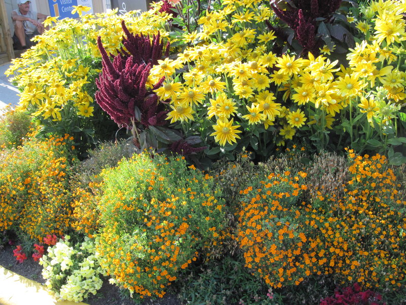 Flower Bed with Yellow and Orange Flowers