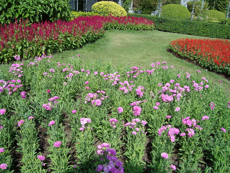 Flower Beds in a Garden