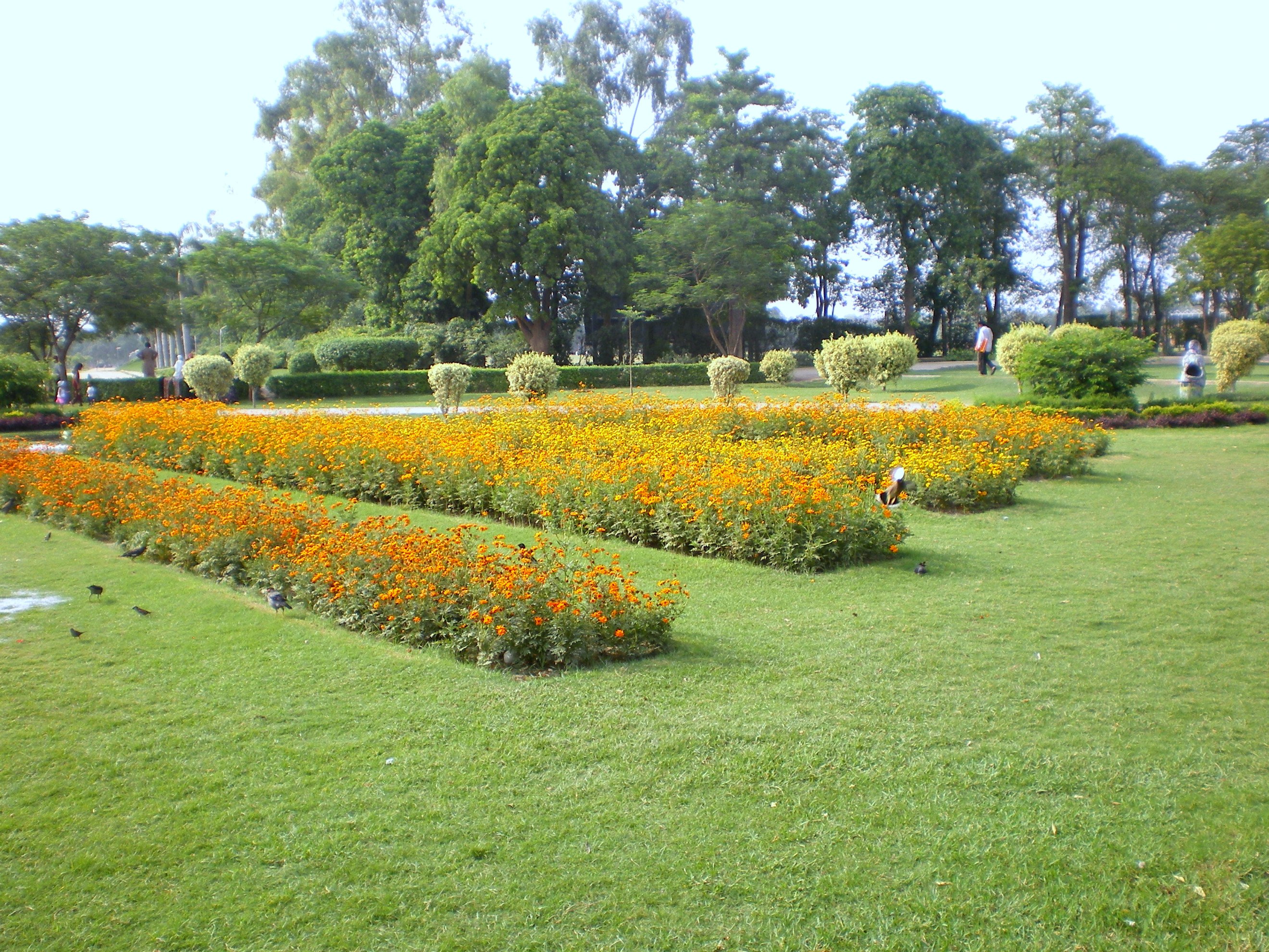 Flower beds in a park
