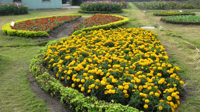 Flower Beds in Garden