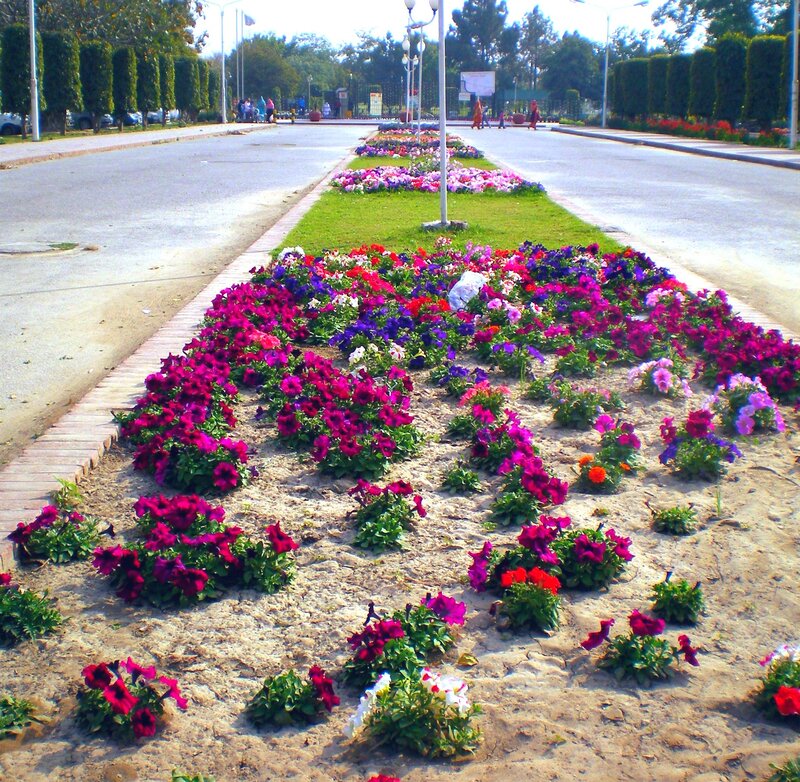 Flower Beds in Median