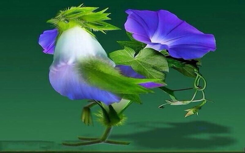 Flower Bird Creature