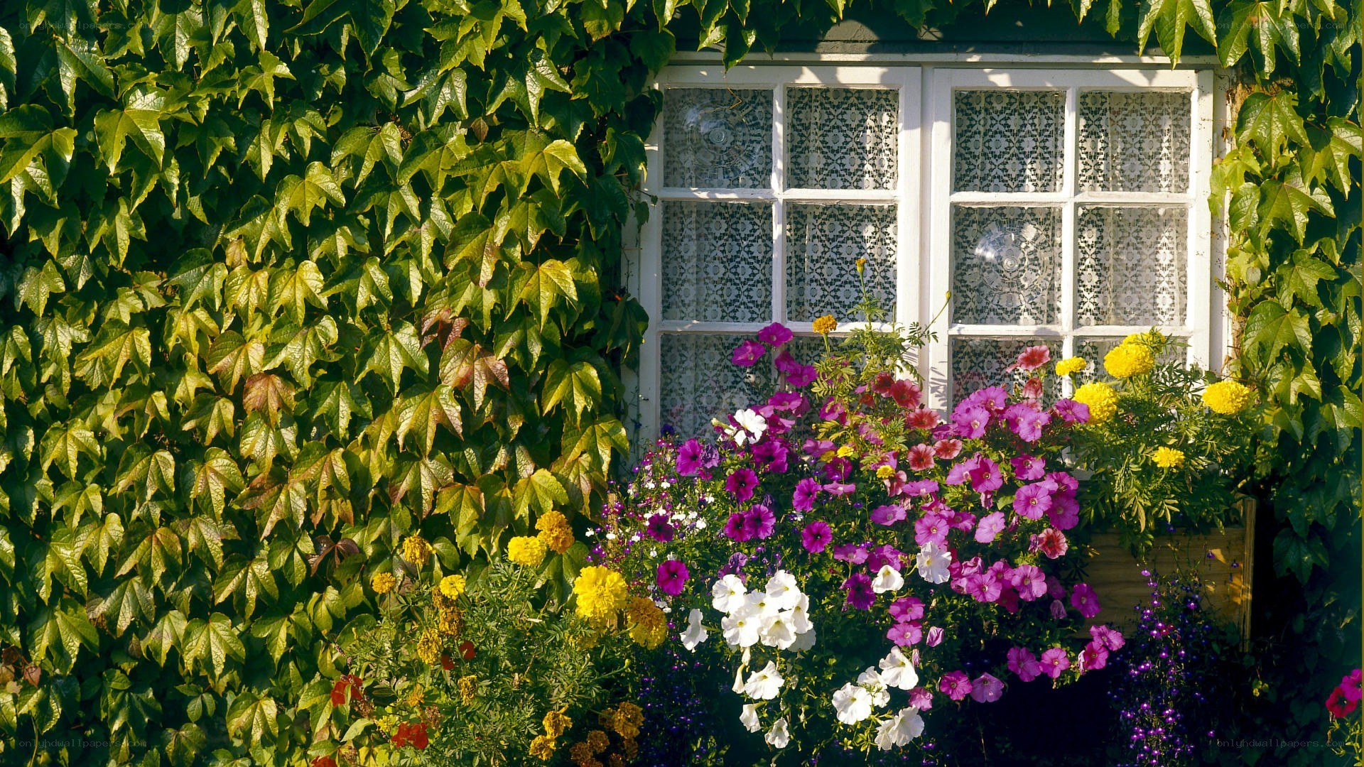 Flower box by ivy-covered window