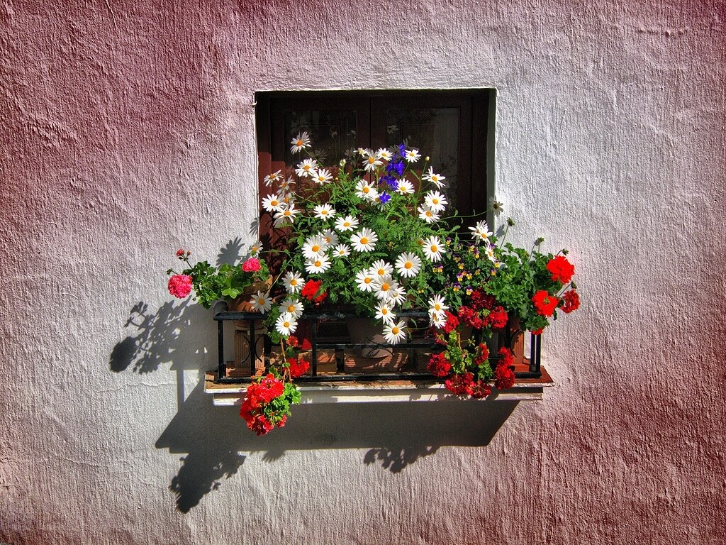 Flower box on a pink wall