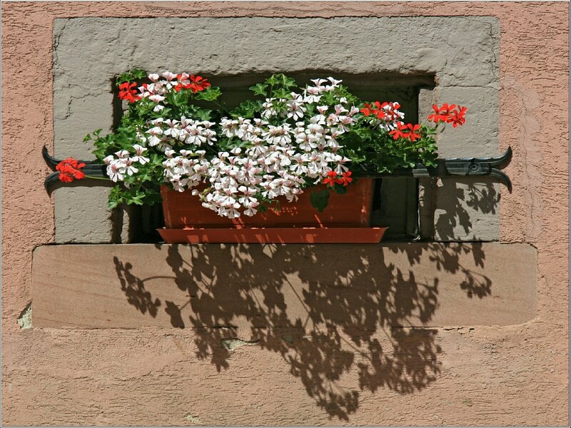 Flower box on a stone wall