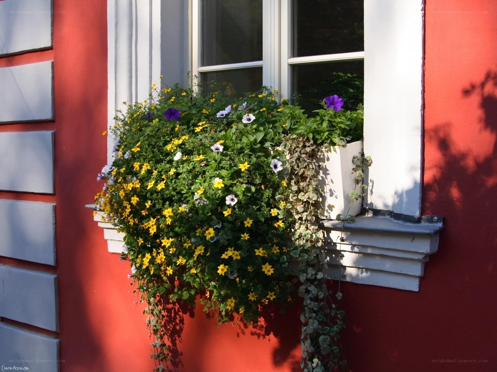 Flower box on red wall