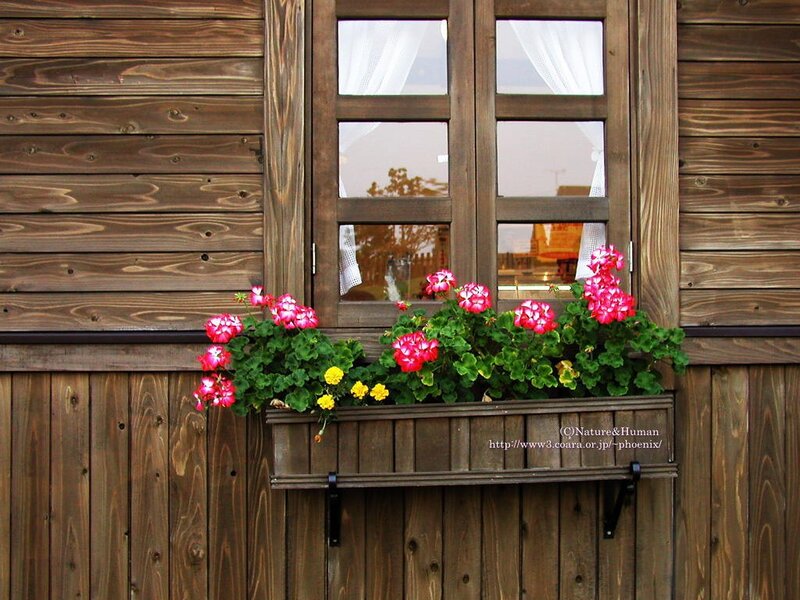Flower box on wooden wall