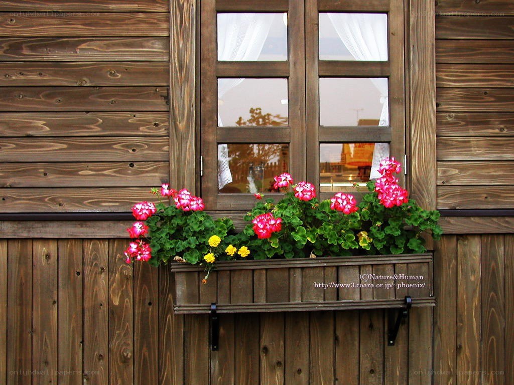 Flower box on wooden wall