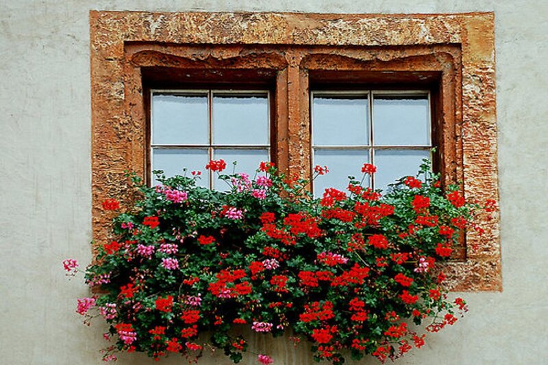 Flower Box under Window — Red