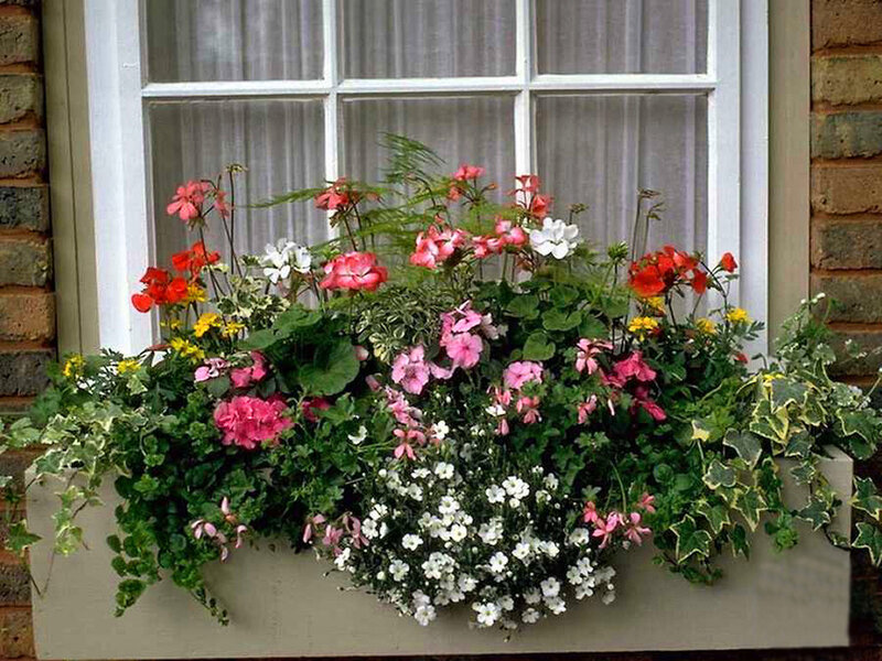Flower Box with Geraniums — Green