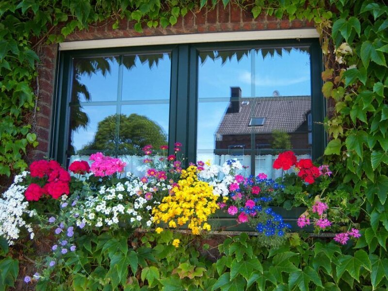 Flower Box with Geraniums