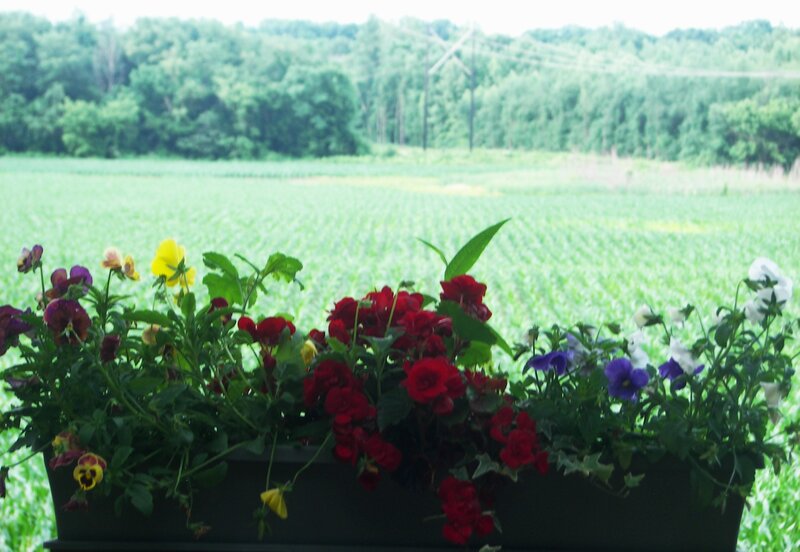 Flower Box with Pansies
