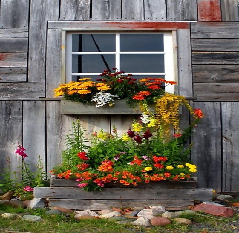 Flower Boxes by Window — Yellow