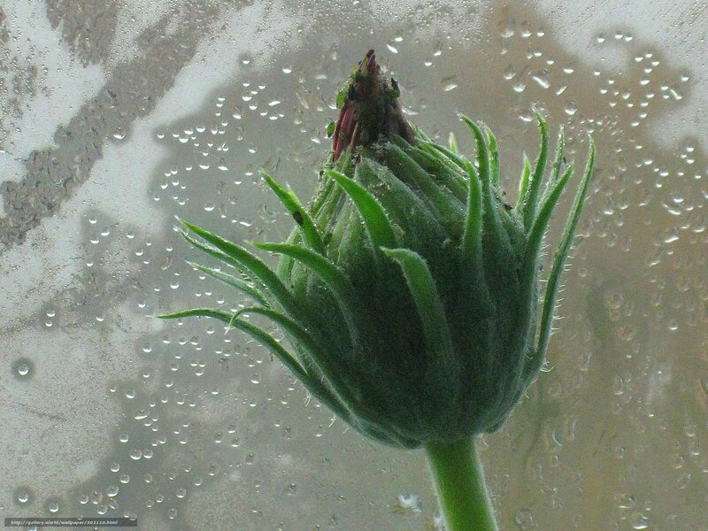 flower bud behind condensation