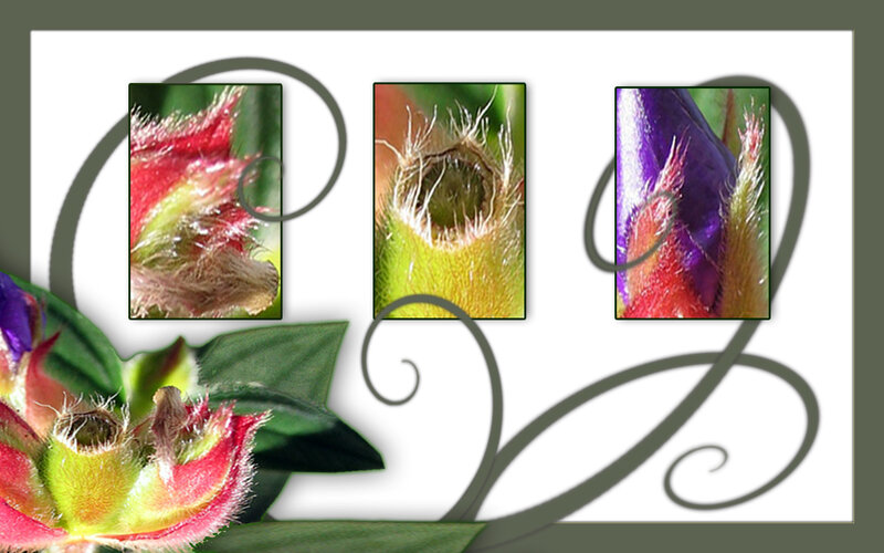 flower bud close-up collage