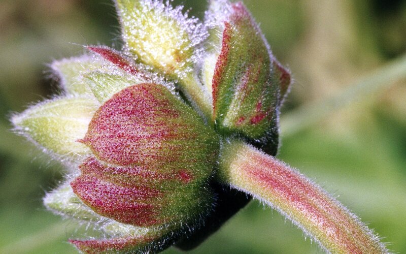 Flower Bud Close-up