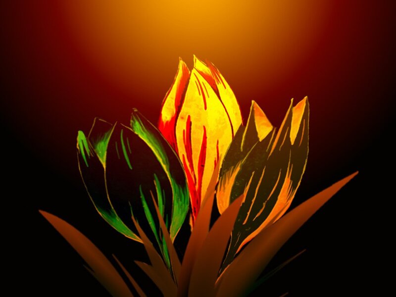 Flower Bud in Bloom