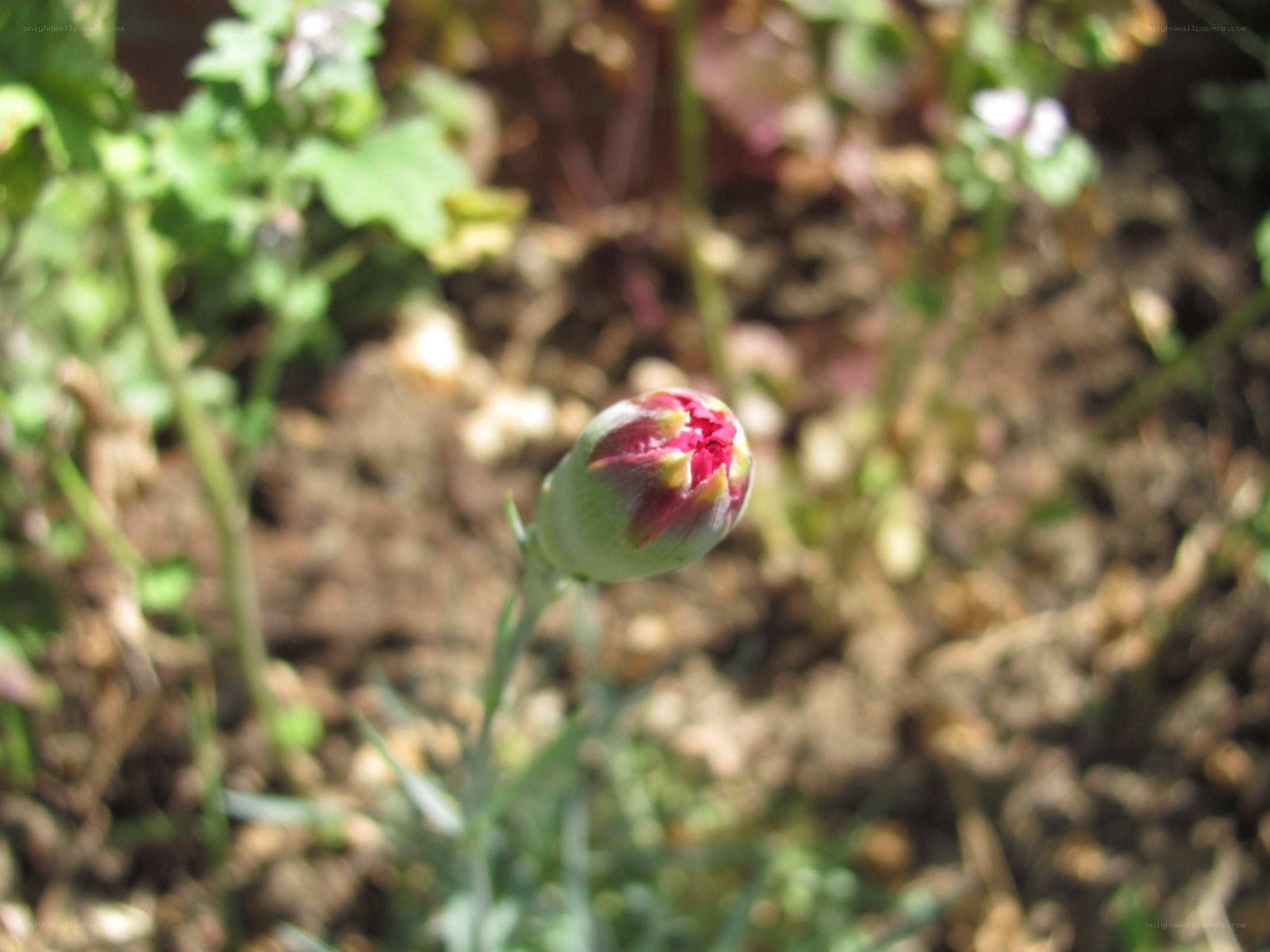flower bud in garden