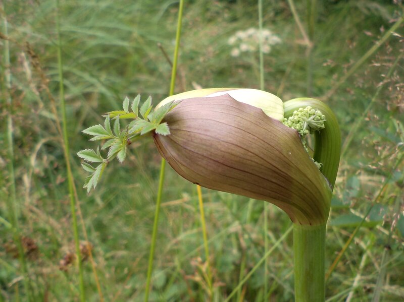 Flower Bud in Grass