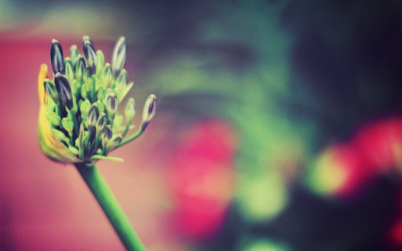 flower bud in soft focus