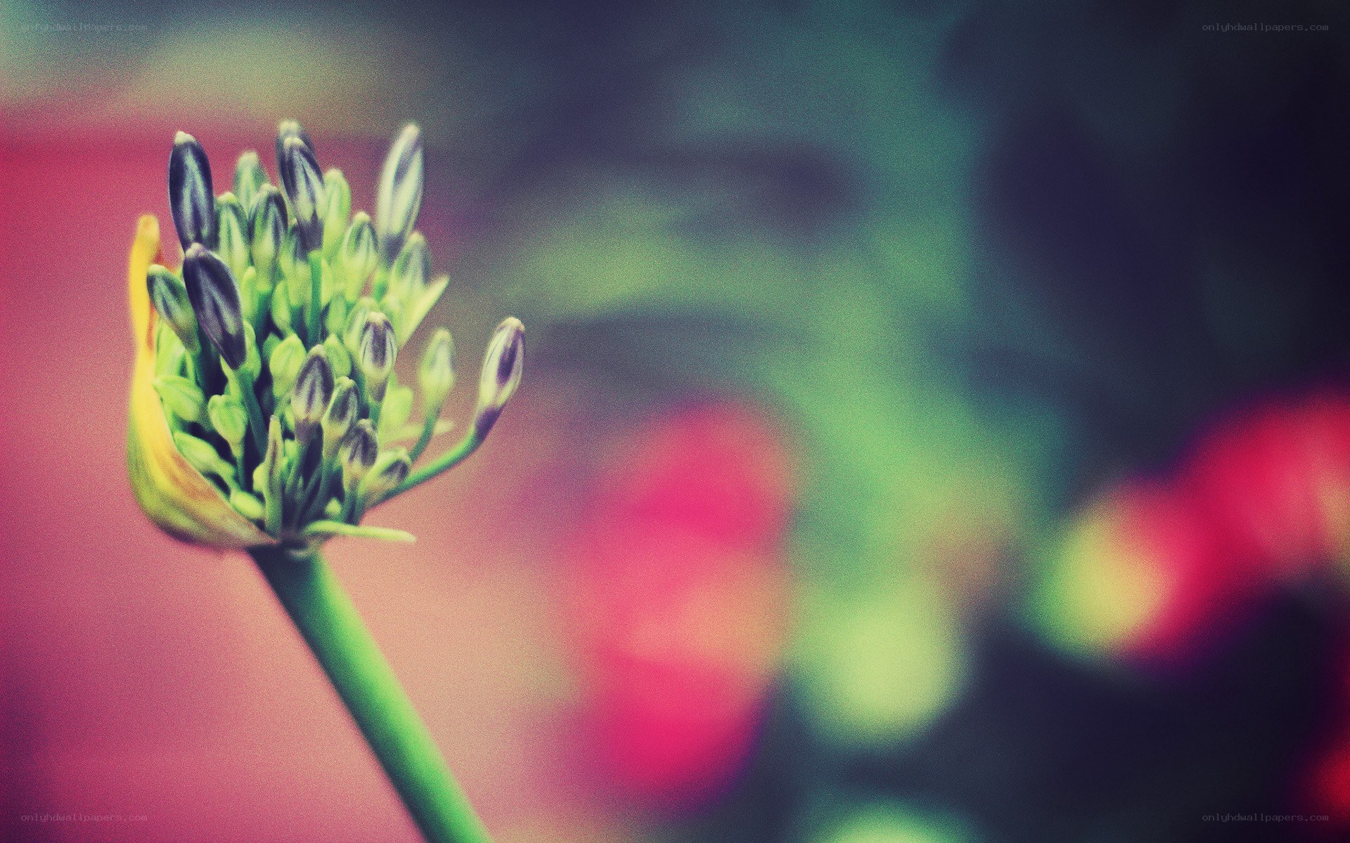 flower bud in soft focus
